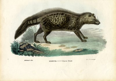 Afrikanische Zibetkatze, 1863-79 von Raimundo Petraroja